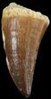 Mosasaur (Prognathodon) Tooth #43302-1